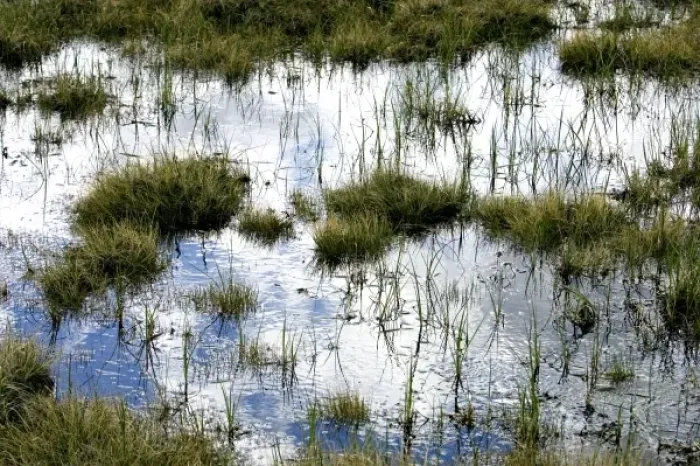 Framed Print : Blue sky and clouds reflect in the water of an arctic bog with tussocks of grass