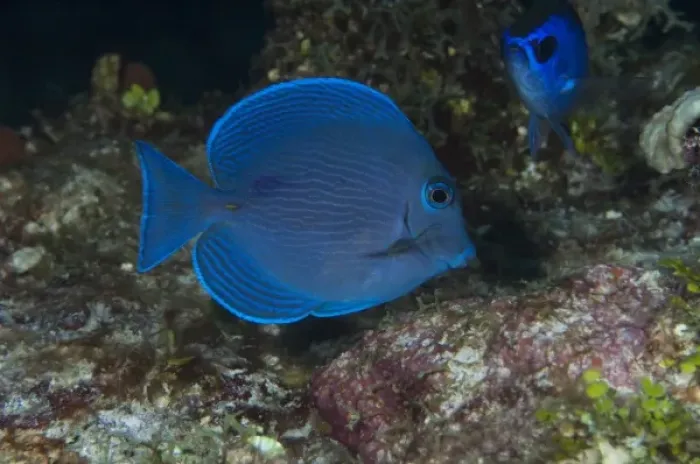 Framed Print : Blue Tang (Acanthurus coeruleus), Punta Gruesa, Mahahual Peninsula, Quintana Roo Framed Print : Blue Tang (Acanthurus coeruleus), Punta Gruesa, Mahahual Peninsula, Quintana Roo