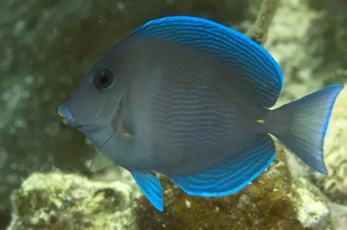 Framed Print : Blue Tang (Acanthurus coeruleus) Coral Reef Island, Belize Barrier Reef. Second Framed Print : Blue Tang (Acanthurus coeruleus) Coral Reef Island, Belize Barrier Reef. Second
