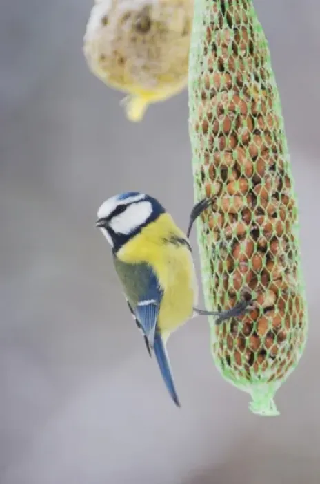 Framed Print : Blue Tit, Parus caeruleus, adult on feeder, Oberaegeri, Switzerland, Dezember Framed Print : Blue Tit, Parus caeruleus, adult on feeder, Oberaegeri, Switzerland, Dezember