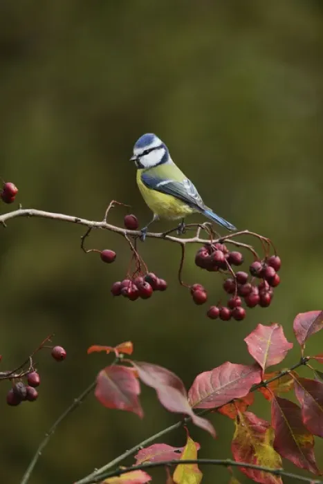 Framed Print : Blue Tit (Parus caeruleus), adult perched on berry laden branch of European cranberrybush