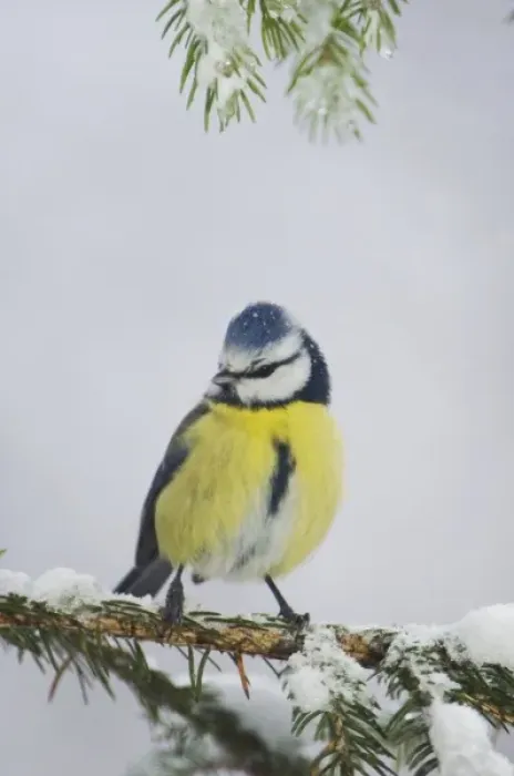 Framed Print : Blue Tit, Parus caeruleus, adult on sprouse branch with snow, Oberaegeri, Switzerland Framed Print : Blue Tit, Parus caeruleus, adult on sprouse branch with snow, Oberaegeri, Switzerland