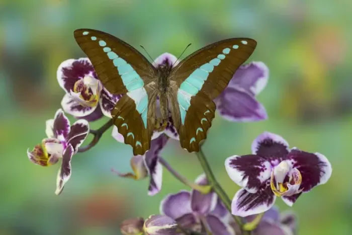 Framed Print : Blue Triangle Butterfly, Graphium sarpedon Framed Print : Blue Triangle Butterfly, Graphium sarpedon