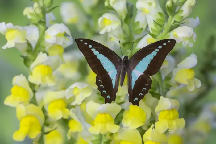 Framed Print : Blue Triangle Butterfly, Graphium sarpedon