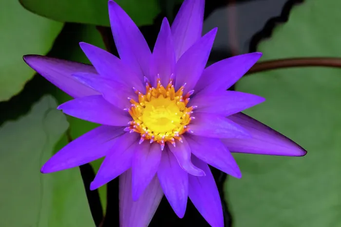Framed Print : Blue tropical water lily Framed Print : Blue tropical water lily