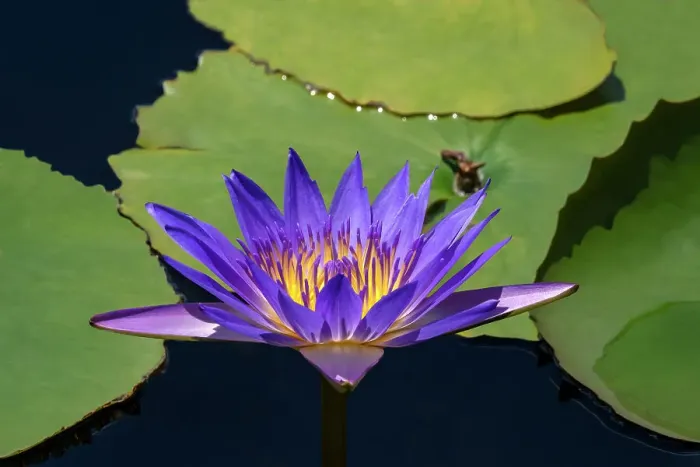Framed Print : Blue tropical water lily