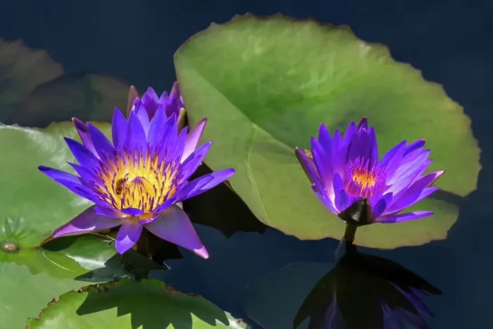Framed Print : Blue tropical water lily Framed Print : Blue tropical water lily