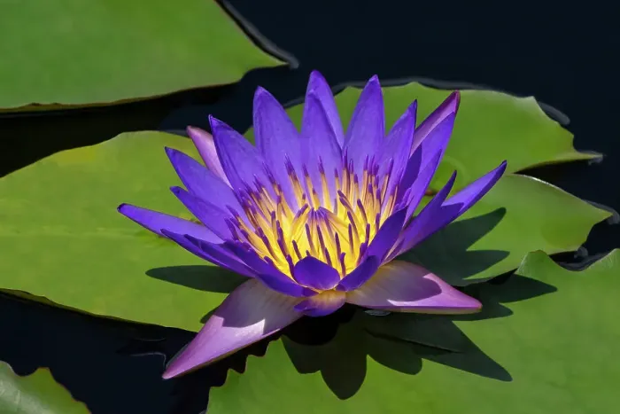 Framed Print : Blue tropical water lily Framed Print : Blue tropical water lily