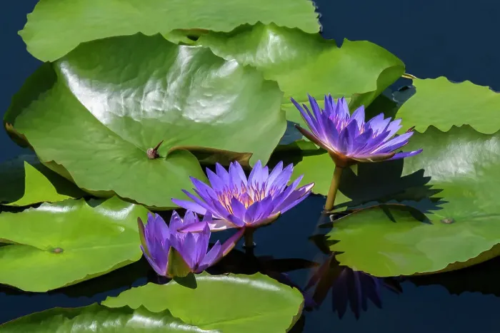 Framed Print : Blue tropical water lily Framed Print : Blue tropical water lily