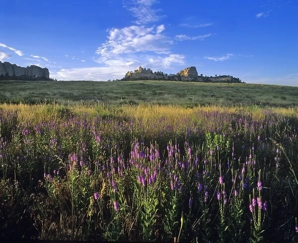 Blue vervain wildflowers and Red Cloud Buttes at Fort Robinson State Park, Nebraska, USA