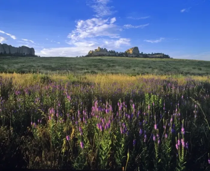 Framed Print : Blue vervain wildflowers and Red Cloud Buttes at Fort Robinson State Park, Nebraska, USA Framed Print : Blue vervain wildflowers and Red Cloud Buttes at Fort Robinson State Park, Nebraska, USA