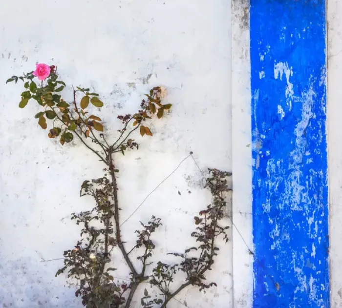 Framed Print : Blue White Wall Pink Rose Street Medieval Town Obidos Portugal Framed Print : Blue White Wall Pink Rose Street Medieval Town Obidos Portugal