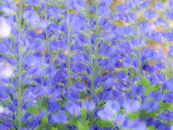 Blue wild indigo, Baptisia Australis, a native American wildflower
