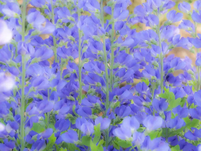 Framed Print : Blue wild indigo, Baptisia Australis, a native American wildflower