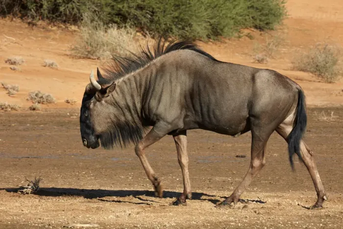 Framed Print : Blue wildebeest (Connochaetes taurinus), Kgalagadi Transfrontier Park, South Africa