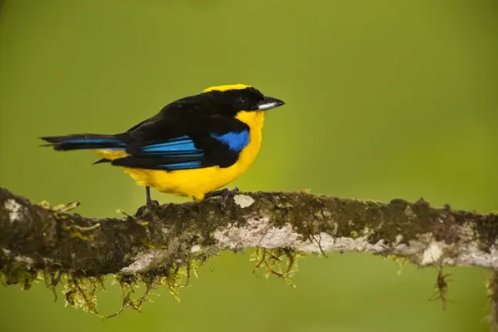 Framed Print : Blue-winged Mountain-tanager (Anisognathus somptuosus) Mindo Cloud Forest Framed Print : Blue-winged Mountain-tanager (Anisognathus somptuosus) Mindo Cloud Forest