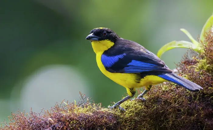 Framed Print : Blue-winged mountain tanager, a mossy perch in the cloud forest of Ecuador Framed Print : Blue-winged mountain tanager, a mossy perch in the cloud forest of Ecuador