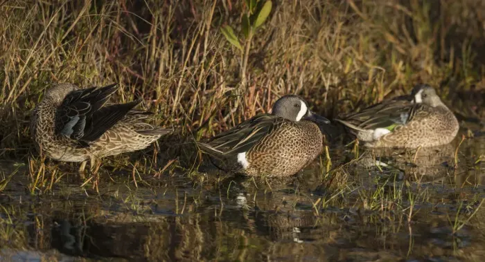Framed Print : Blue-winged teal, Anas discors, Merritt Island National Wildlife Refuge, Black Point Drive