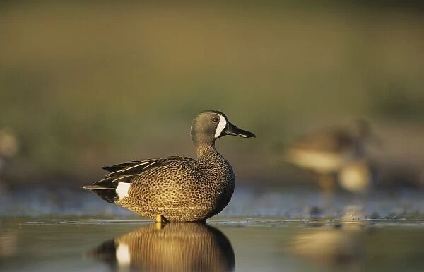 Blue-winged Teal, Anas discors, male feeding, Willacy County, Rio Grande Valley, Texas