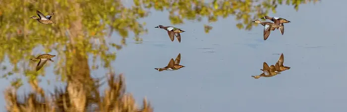 Framed Print : Blue-winged teal fly low across water Framed Print : Blue-winged teal fly low across water