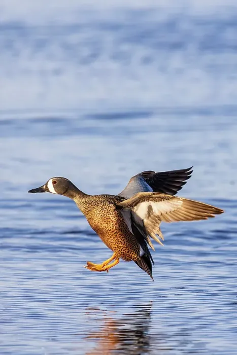 Framed Print : Blue-winged teal landing in wetland, Marion County, Illinois