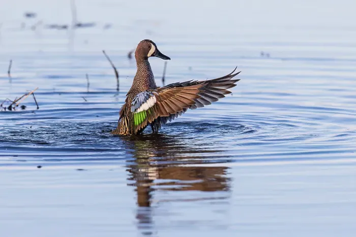 Framed Print : Blue-winged teal male bathing in wetland, Marion County, Illinois