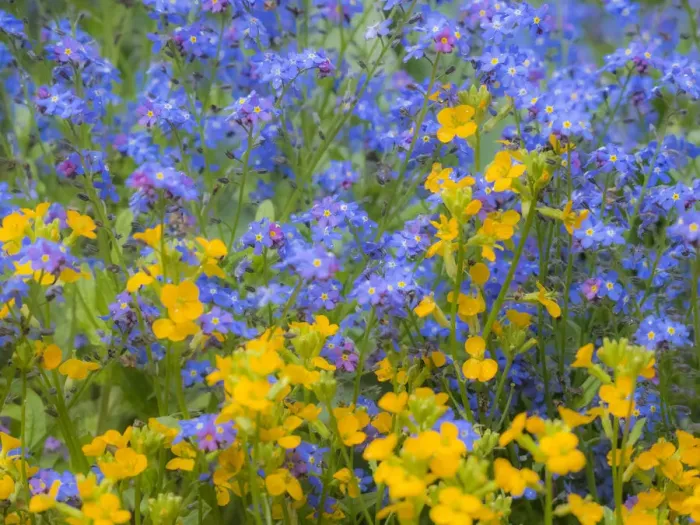 Framed Print : Blue and yellow with forget-me-nots Framed Print : Blue and yellow with forget-me-nots
