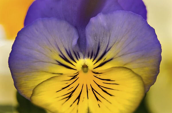 Blue yellow Garden Pansy Blooming macro, Bellevue, Washington State. Cold Weather flowers
