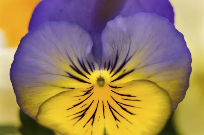 Framed Print : Blue yellow Garden Pansy Blooming macro, Bellevue, Washington State. Cold Weather flowers Framed Print : Blue yellow Garden Pansy Blooming macro, Bellevue, Washington State. Cold Weather flowers