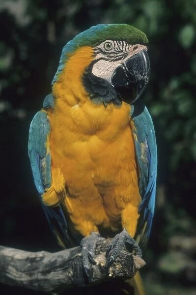 Blue & Yellow Macaw, (Ara ararauna), Tambopata Reserve, SE Peru