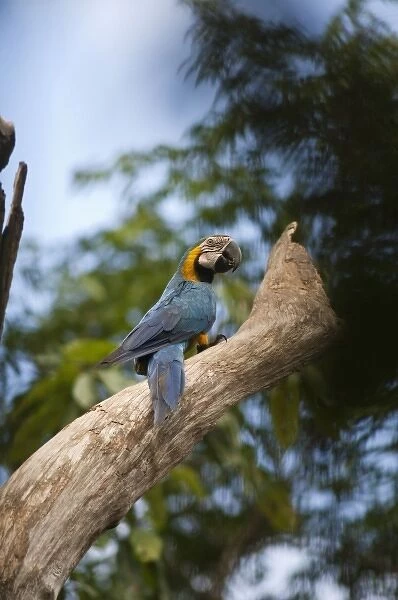 Blue and Yellow Macaw (Ara ararauna), Cocaya River. Eastern Amazon Rain Forest. Border