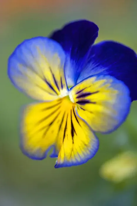 Framed Print : Blue and yellow pansy, USA