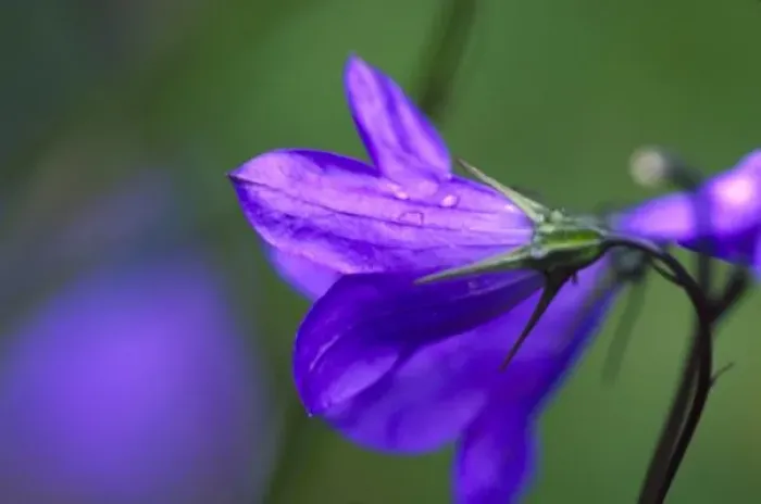 Framed Print : Bluebell flower in Independence Pass in Colorado