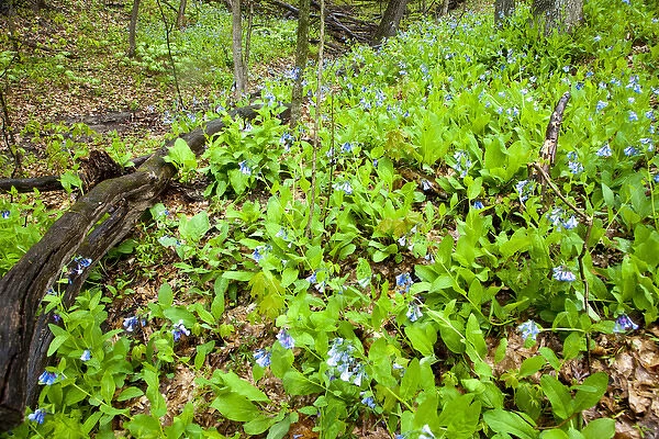 Bluebells carpet the forest floor at Starved Rock State Park, Illinois, USA