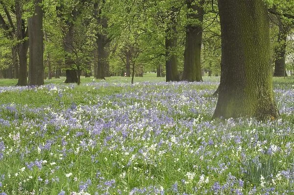 Bluebells and Oak Trees in Spring, Little Hagley Park, Christchurch, Canterbury, South Island