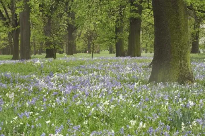 Framed Print : Bluebells and Oak Trees in Spring, Little Hagley Park, Christchurch, Canterbury, South Island
