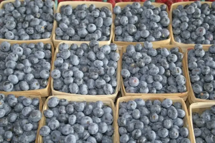 Framed Print : Blueberries at farmers market in South Haven Michigan Framed Print : Blueberries at farmers market in South Haven Michigan