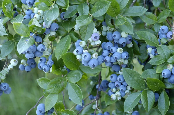 Blueberries, Pennsylvania, United States of America