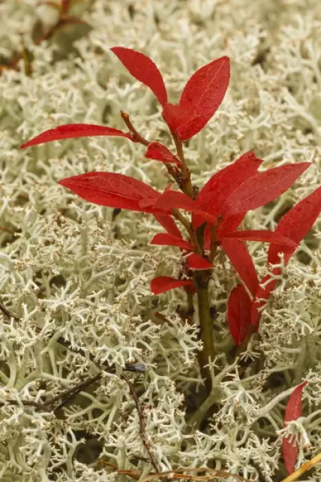 Framed Print : Blueberry foliage among Reindeer Moss, Cladonia rangiferina, Pictured Rocks National Lakeshore Framed Print : Blueberry foliage among Reindeer Moss, Cladonia rangiferina, Pictured Rocks National Lakeshore