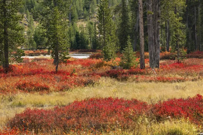 Framed Print : Blueberry leaves in autumn red coloration, Yellowstone National Park, Wyoming Framed Print : Blueberry leaves in autumn red coloration, Yellowstone National Park, Wyoming