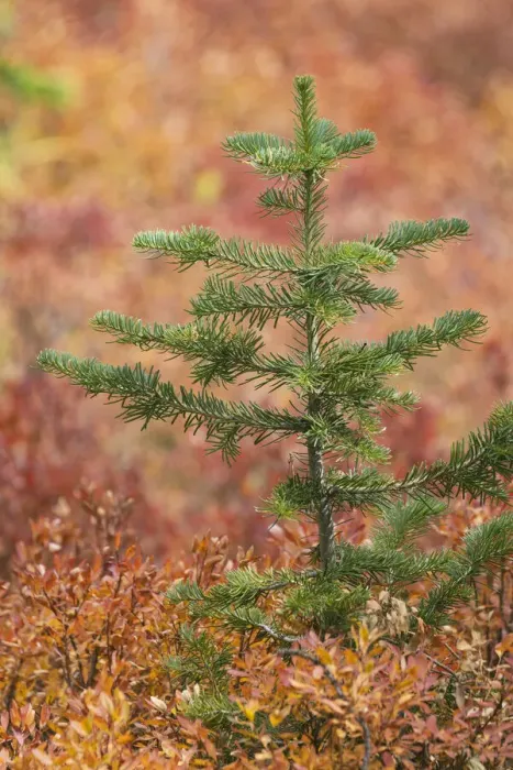 Framed Print : Blueberry leaves in autumn red coloration, Yellowstone National Park, Wyoming