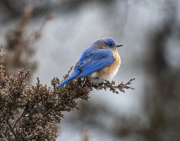 Bluebird comfortably perched on a cold fall day
