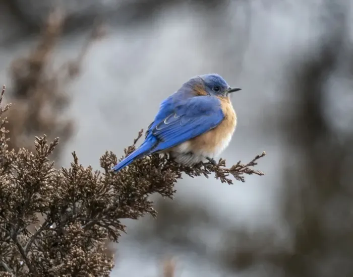 Framed Print : Bluebird comfortably perched on a cold fall day
