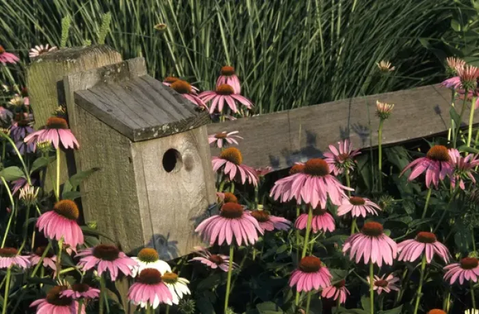 Framed Print : Bluebird nest box on fence near Purple Coneflowers (Echinacea purpurea), Marion Co. IL Framed Print : Bluebird nest box on fence near Purple Coneflowers (Echinacea purpurea), Marion Co. IL