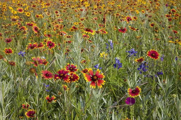 Bluebonnet and Fire Wheel wildflowers near Uvalde, Texas