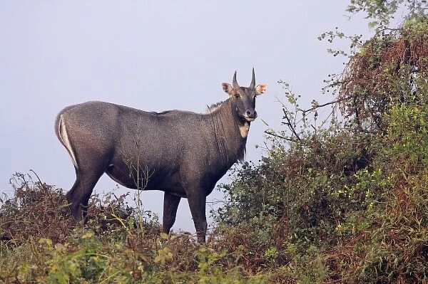 Bluebull Stag, Keoladeo National Park, India