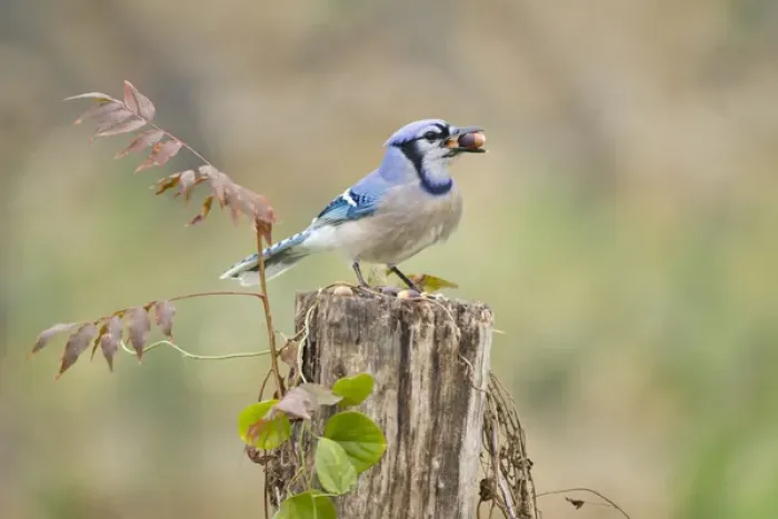 Framed Print : Bluejay (Cyanocitta cristata) adults on log with acorns, autumn, Texas Framed Print : Bluejay (Cyanocitta cristata) adults on log with acorns, autumn, Texas