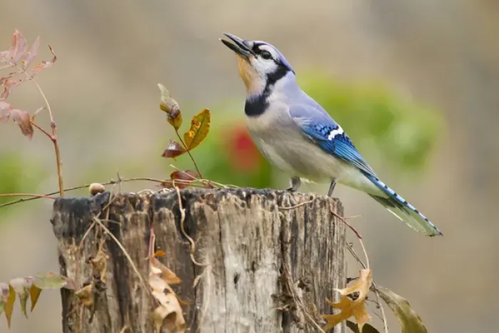 Framed Print : Bluejay (Cyanocitta cristata) adults on log with acorns, autumn, Texas