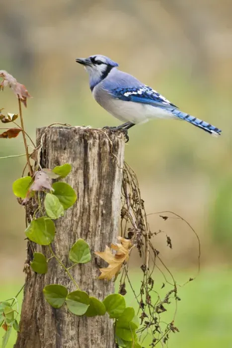 Framed Print : Bluejay (Cyanocitta cristata) adults on log with acorns, autumn, Texas Framed Print : Bluejay (Cyanocitta cristata) adults on log with acorns, autumn, Texas