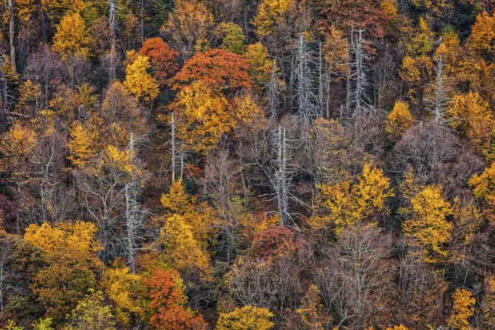 Framed Print : Blueridge Parkway, North Carolina